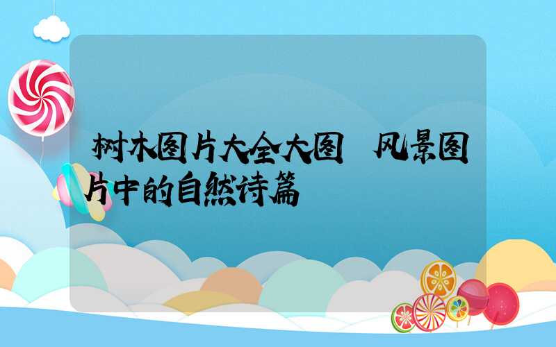 树木图片大全大图 风景图片中的自然诗篇